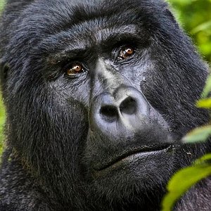 Best Rwanda Uganda Gorilla trekking safari