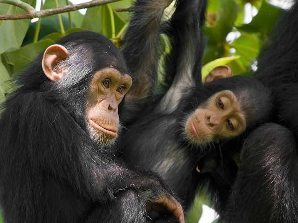 gorillas and chimpanzees
