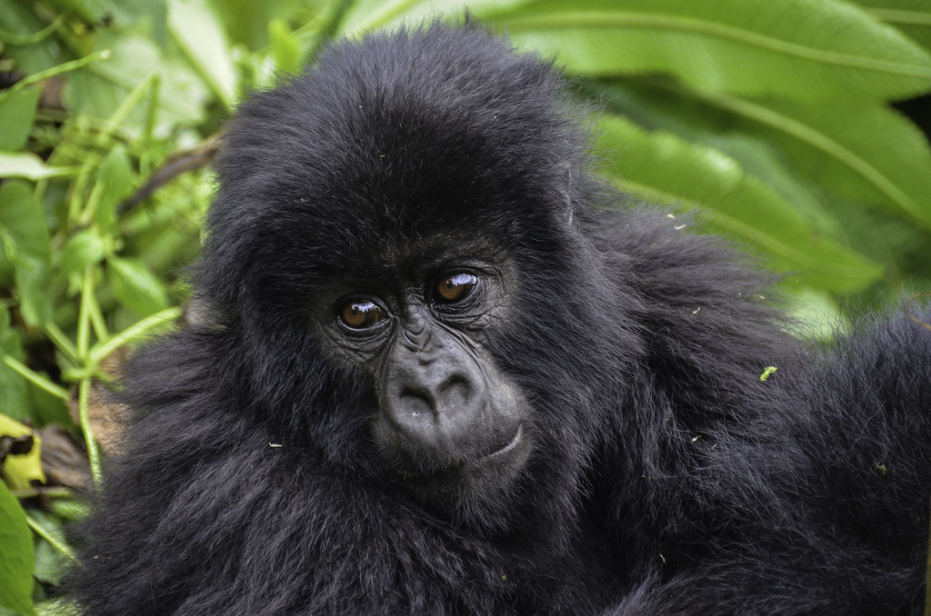 Is Uganda or Rwanda better for gorilla trekking