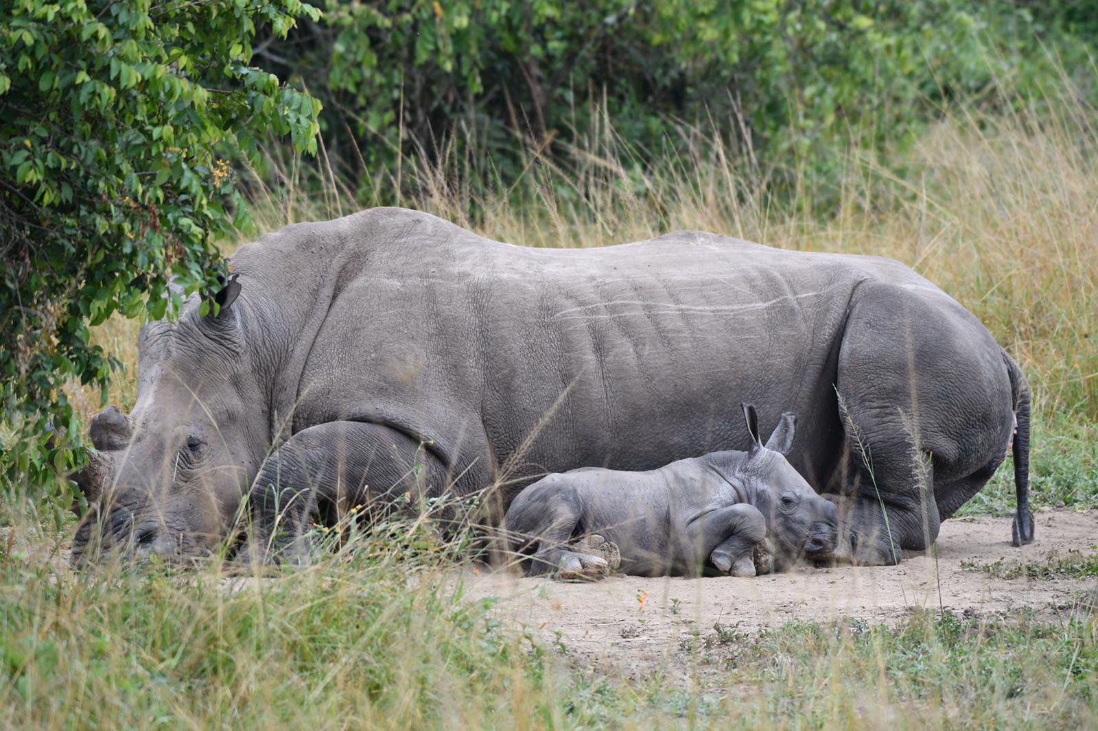 Rhino tracking in Akagera National Park-Rwanda.