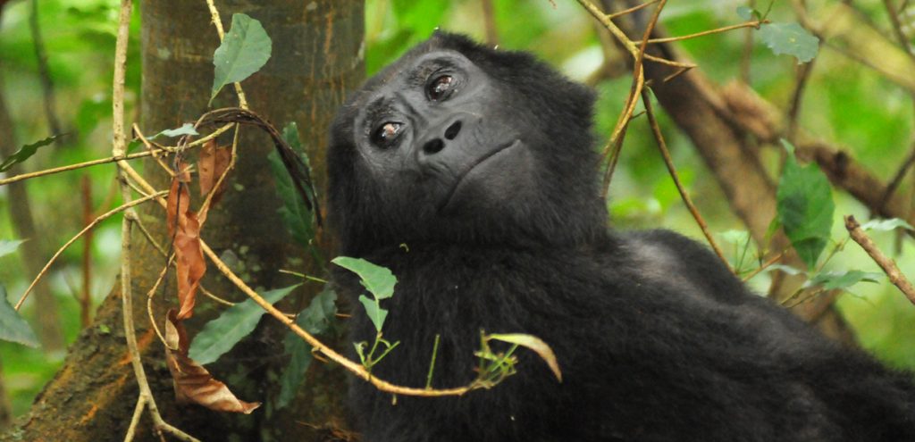 3 Days Mgahinga Gorilla Trekking Safari from Kigali