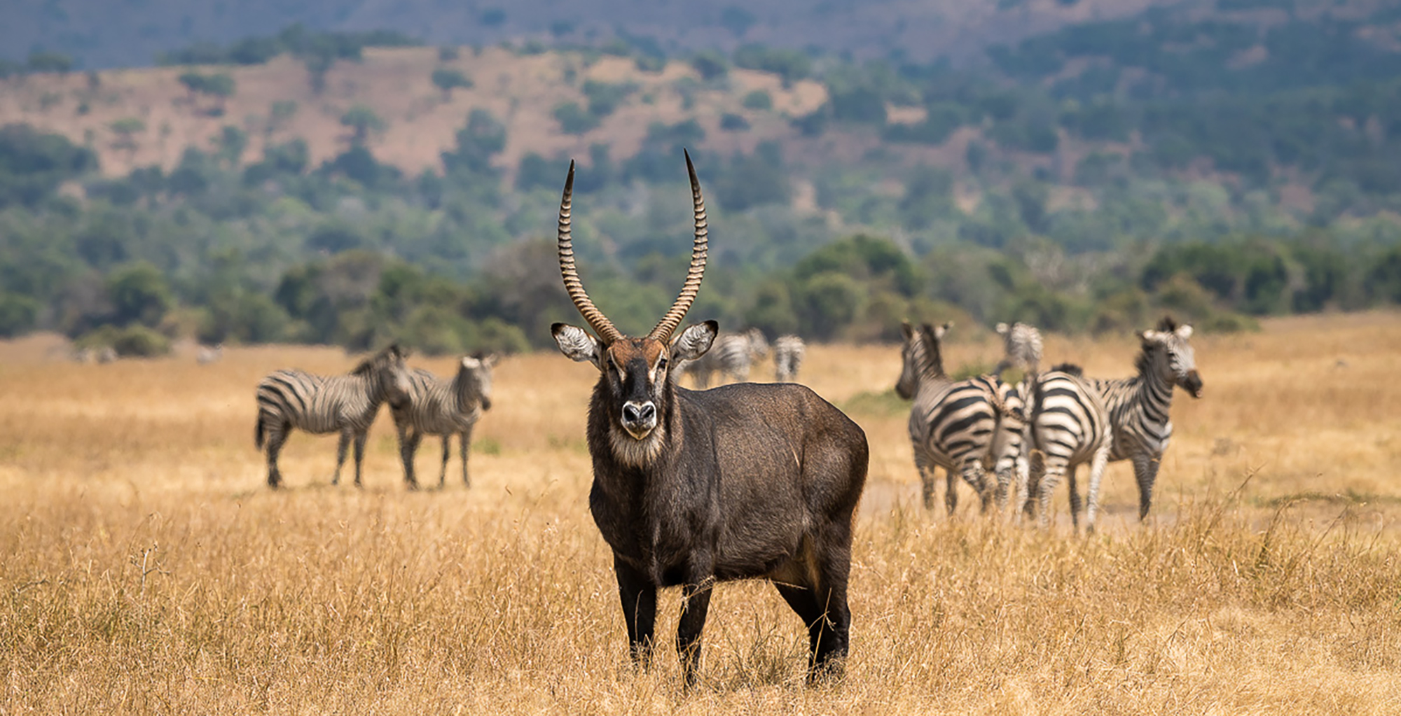 Best time to spot wildlife in Akagera national park 