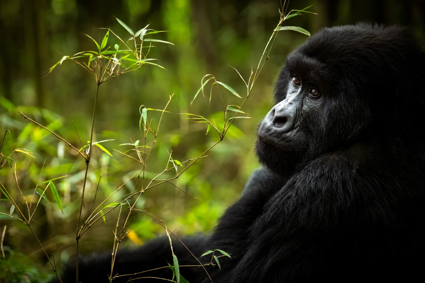 Where to see Primates in Rwanda