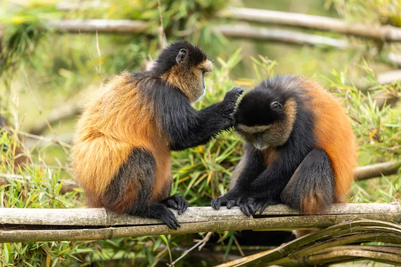 4-Days Golden Monkey & Gorilla Safari