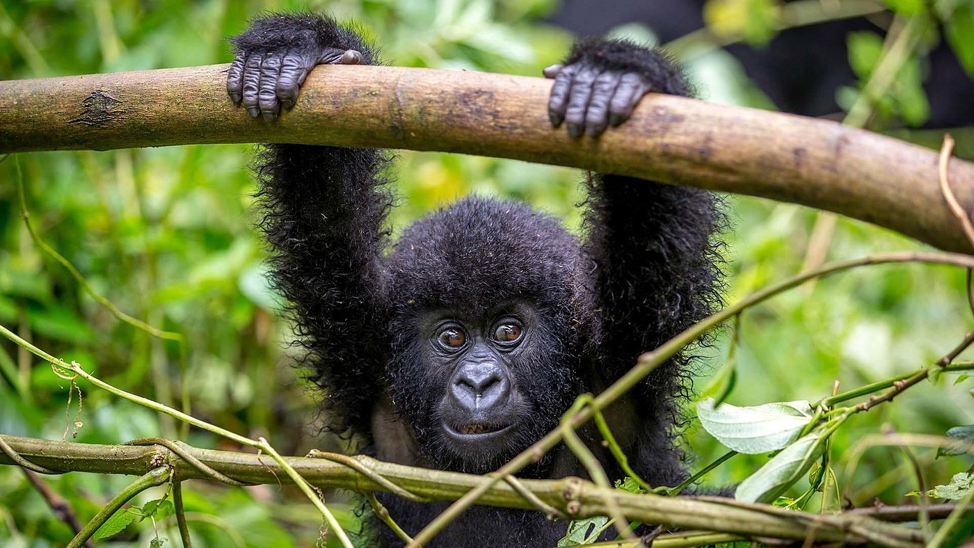 Essential Tips for Planning a Mountain Gorilla Trekking Safari