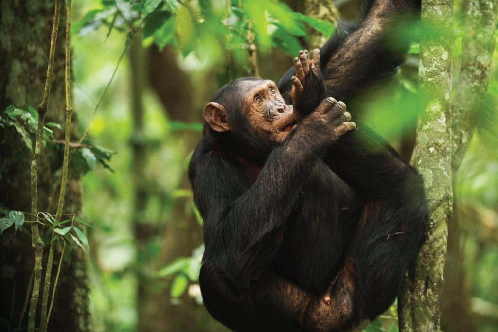 4-Days Nyungwe Forest & Lake Kivu Safari