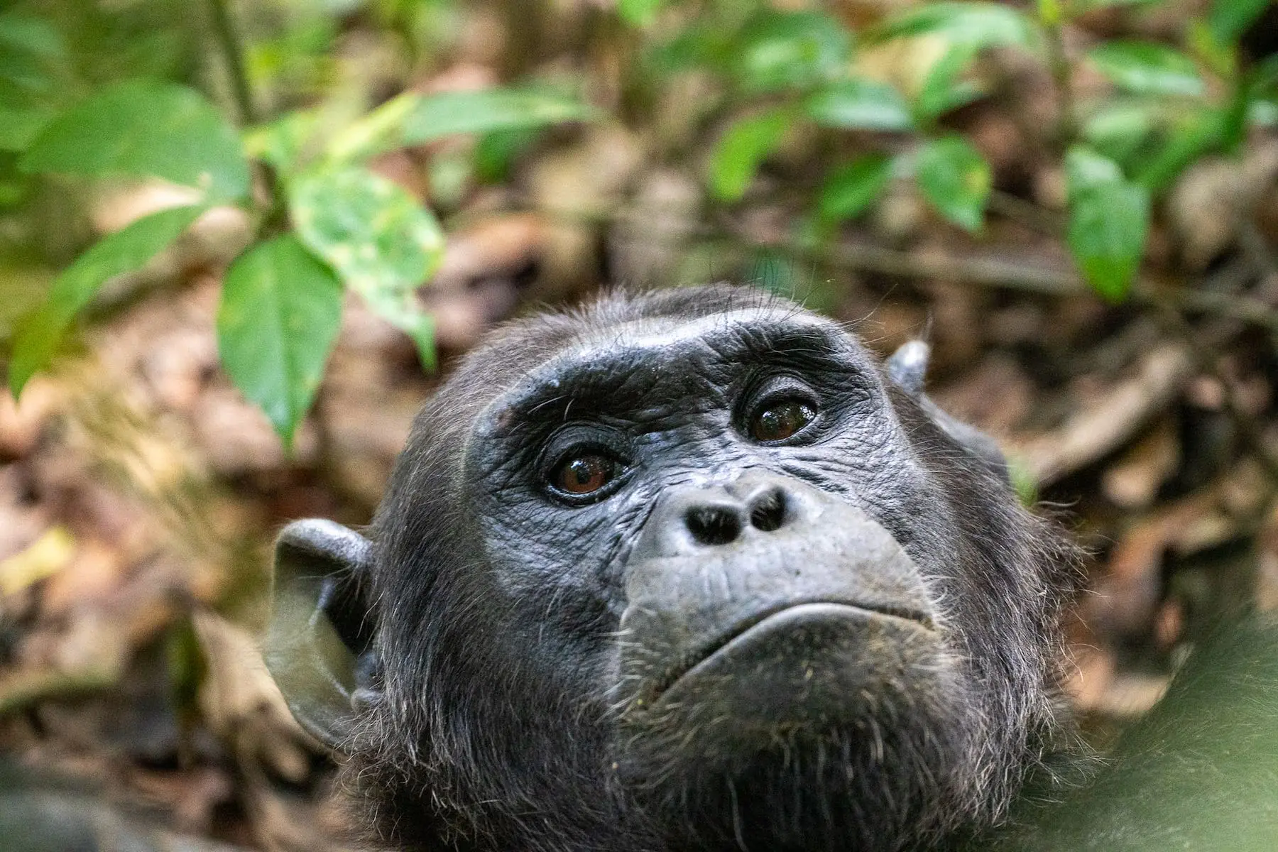 Chimpanzee Trekking in Nyungwe Forest National Park