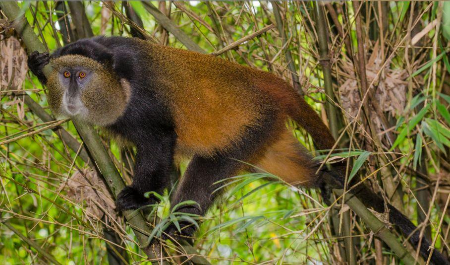 The Ultimate Guide to Golden Monkey Tracking in Volcanoes National Park