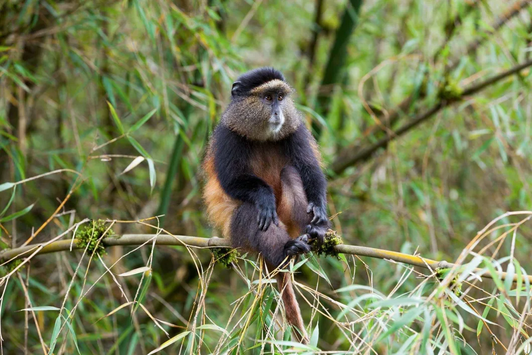 Golden Monkey Trekking for the Elderly